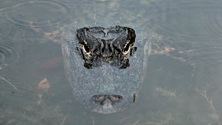 alligator