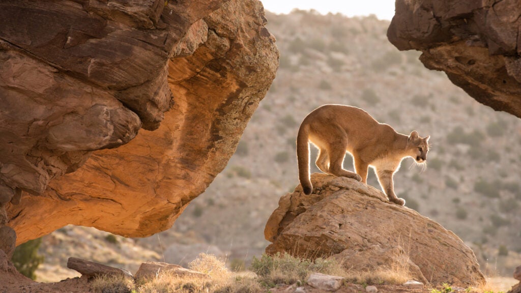 Dangerous Animals in Our National Parks - Outside Online