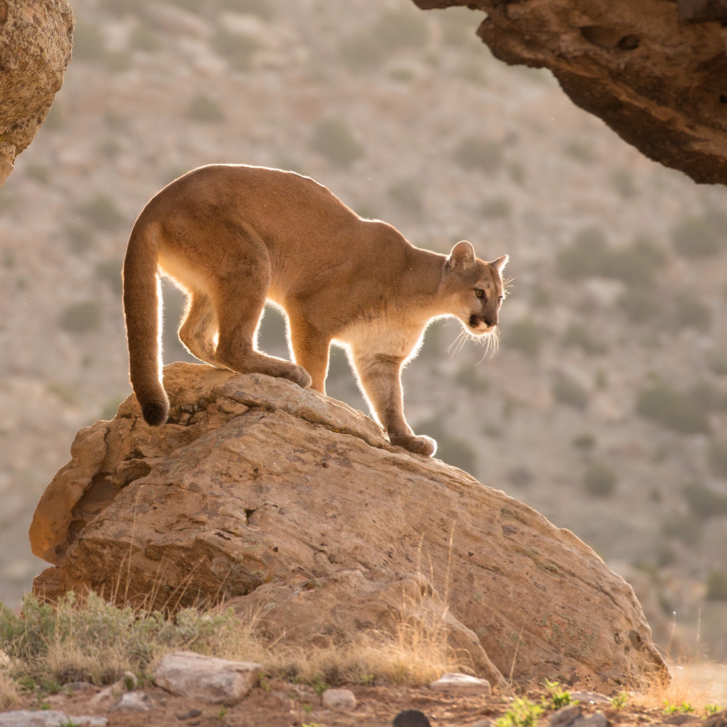 Dangerous Animals in Our National Parks - Outside Online