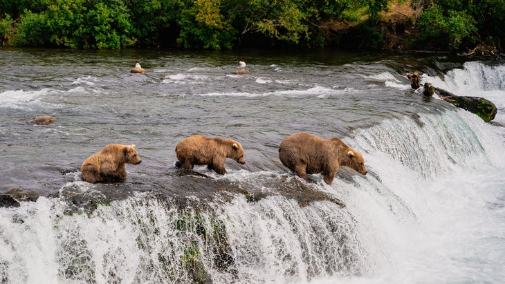 dangerous animals in travel