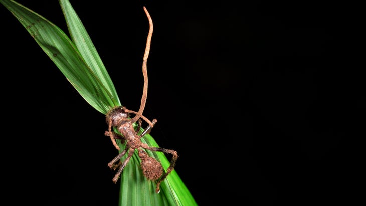 cordyceps 