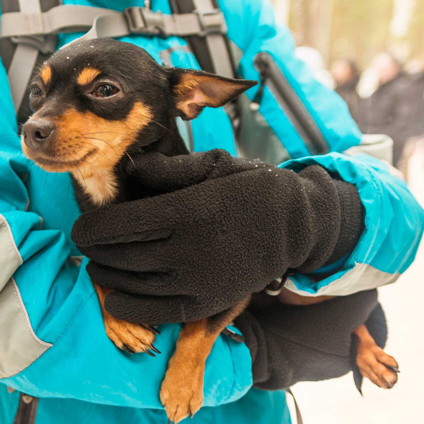 Chihuahuas Are the Best Trail Dogs—Here's Why