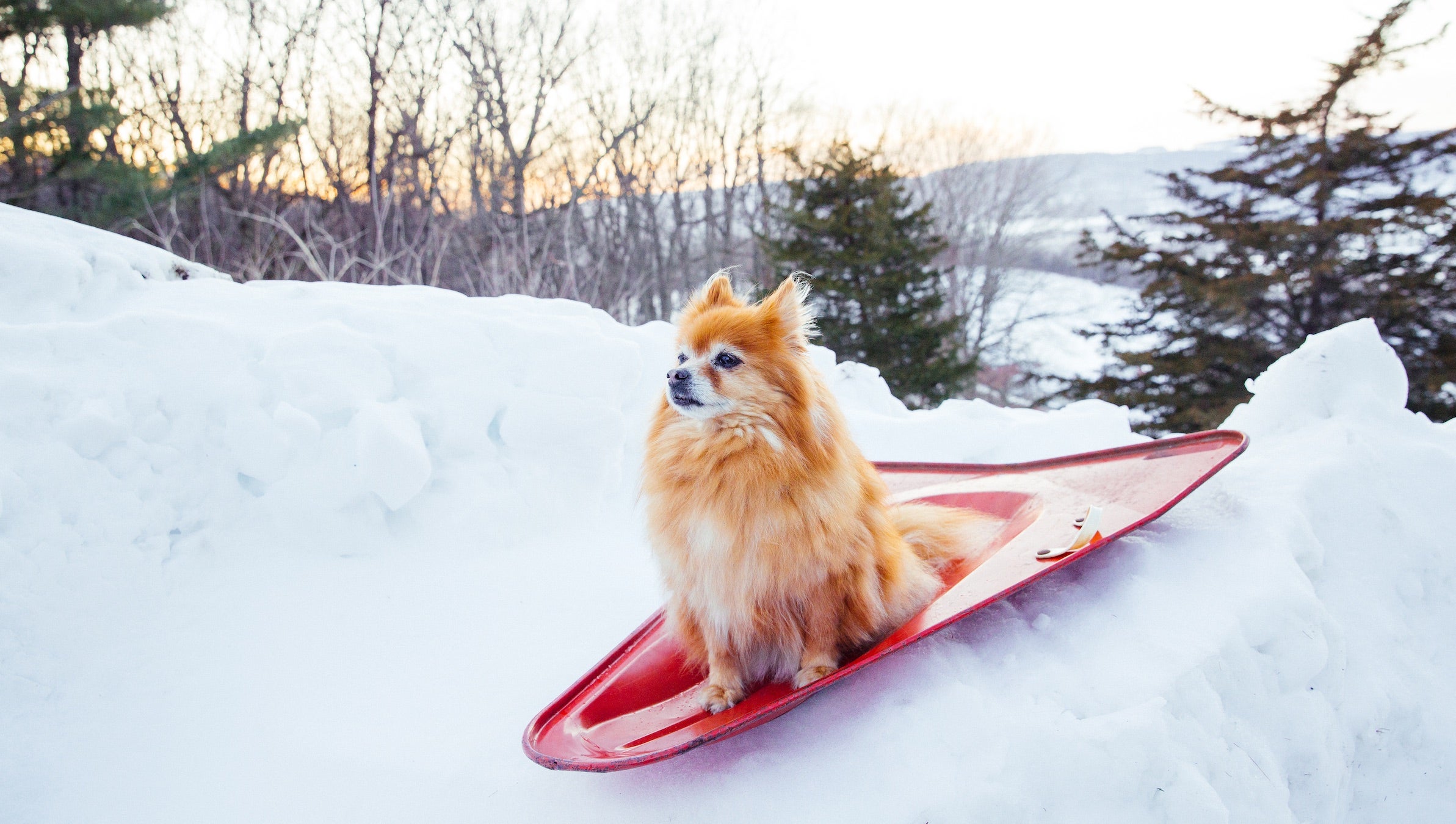 Pomeranian dog outdoors, small dog outdoors in snow, happy dog in snow. Winter dog on sled, no people. Funny dog portrait outside.