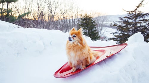 Pomeranian dog outdoors, small dog outdoors in snow, happy dog in snow. Winter dog on sled, no people. Funny dog portrait outside.