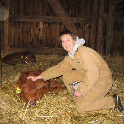 The author’s mother with two calves
