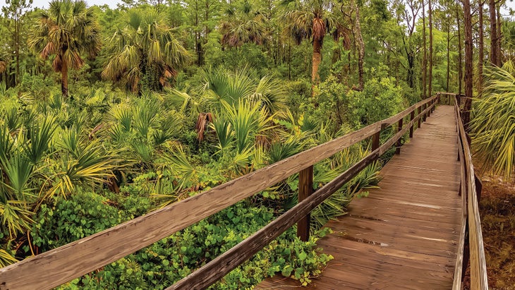 A boardwalk in Jonathan Dickinson State Park, part of the Ocean to Lake Trail