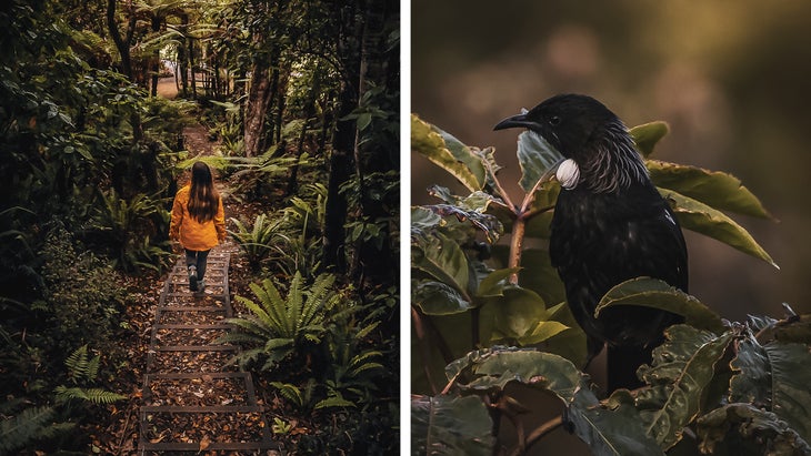 Walking the Rakiura Track; tui bird, New Zealand
