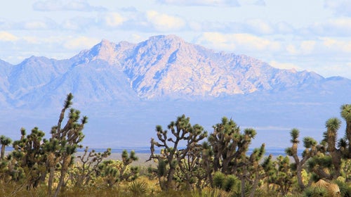 A view of a mountain on a clear sunny day, with Joshua Trees in the foreground.