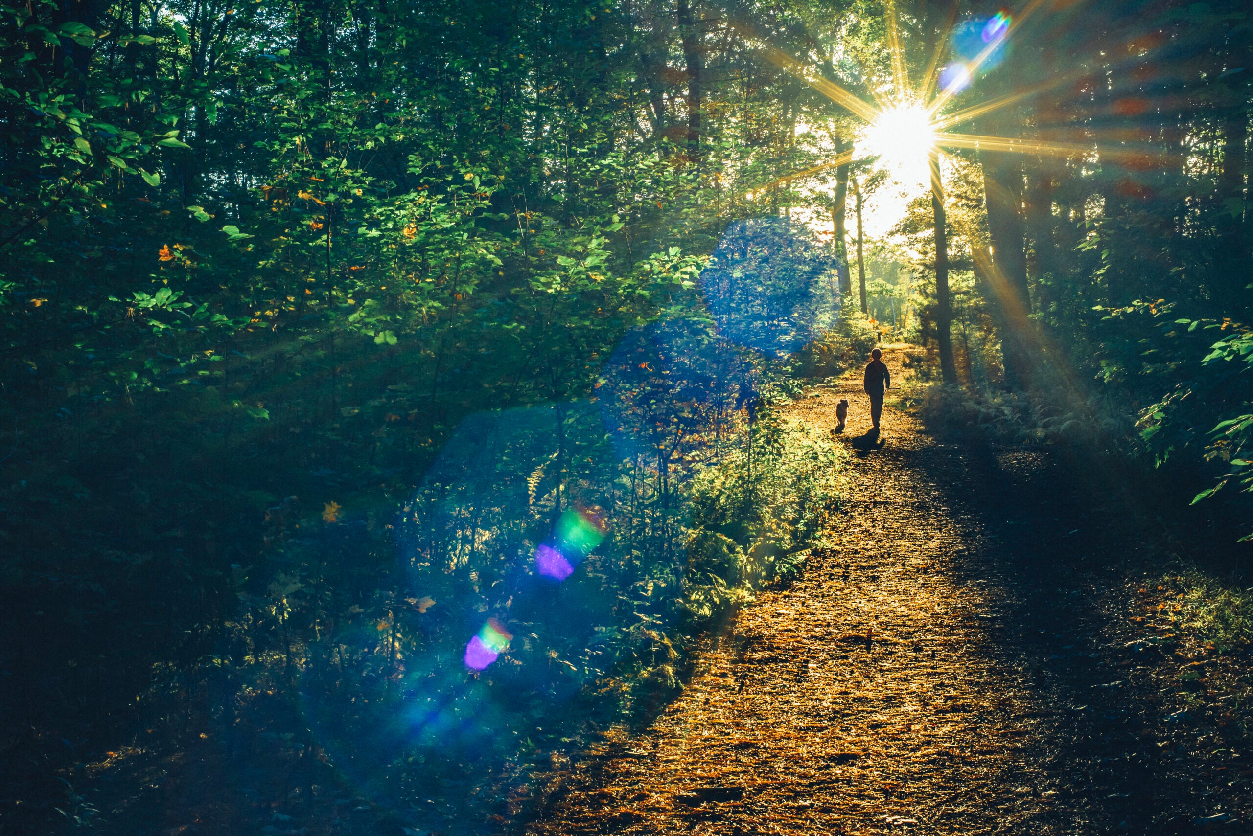 A person walking with a dog along a pathway through the woods. The sun is streaming through the trees and casting a long beam of light along the path