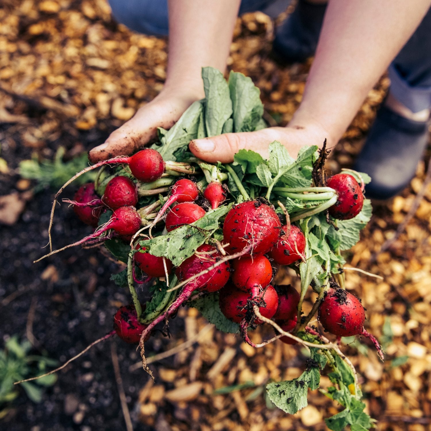 Radish greens