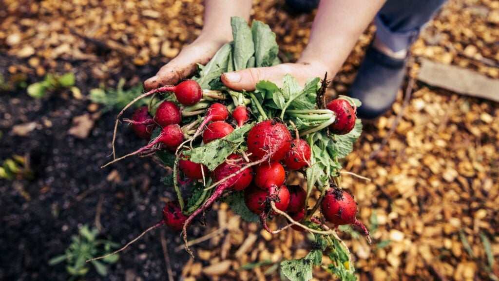 Reduce Food Waste with Radish Greens Pesto