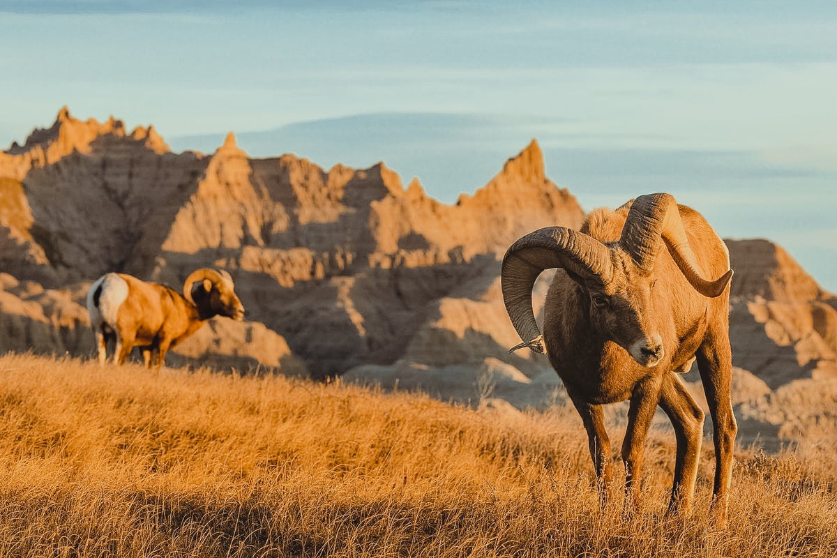 5 Rare and Exciting Species of Wildlife You Can Find in South Dakota’s Badlands