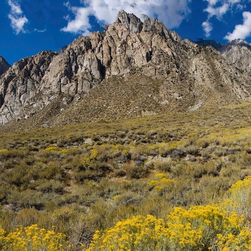 Pine Creek California with yellow flowers and granite peaks