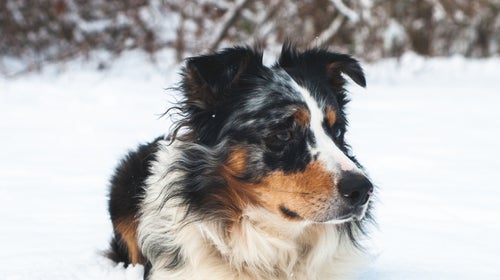 An Australian shepherd with black, brown, and white fur sitting in the snow.