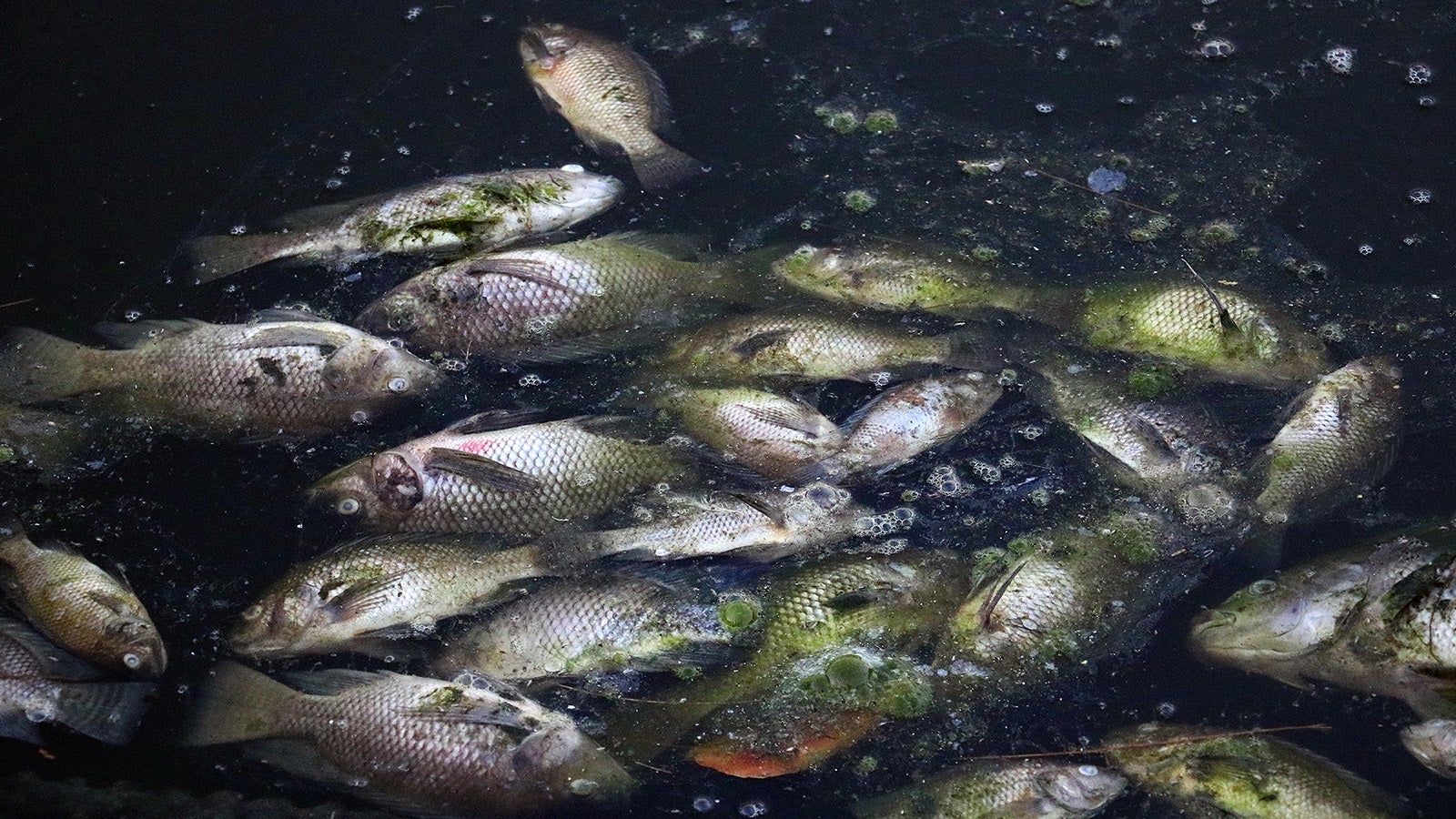 dead fish floating in stream