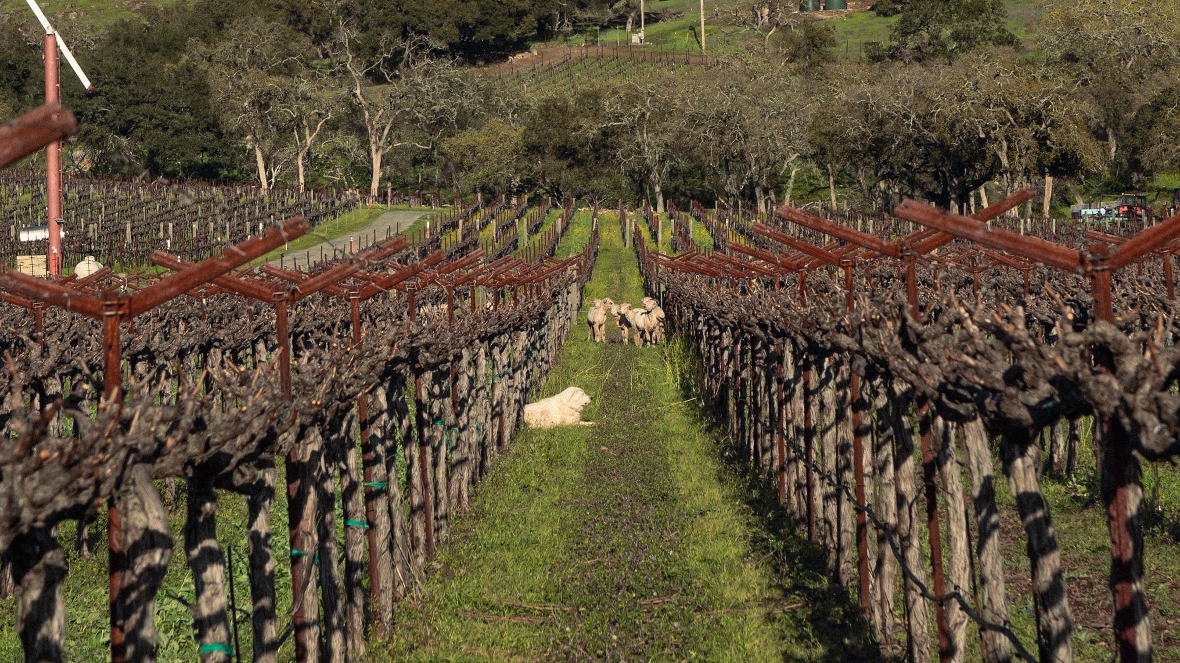 Better wine and stronger sheep.