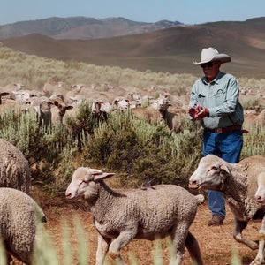 Meet the Shepherds Helping the Planet