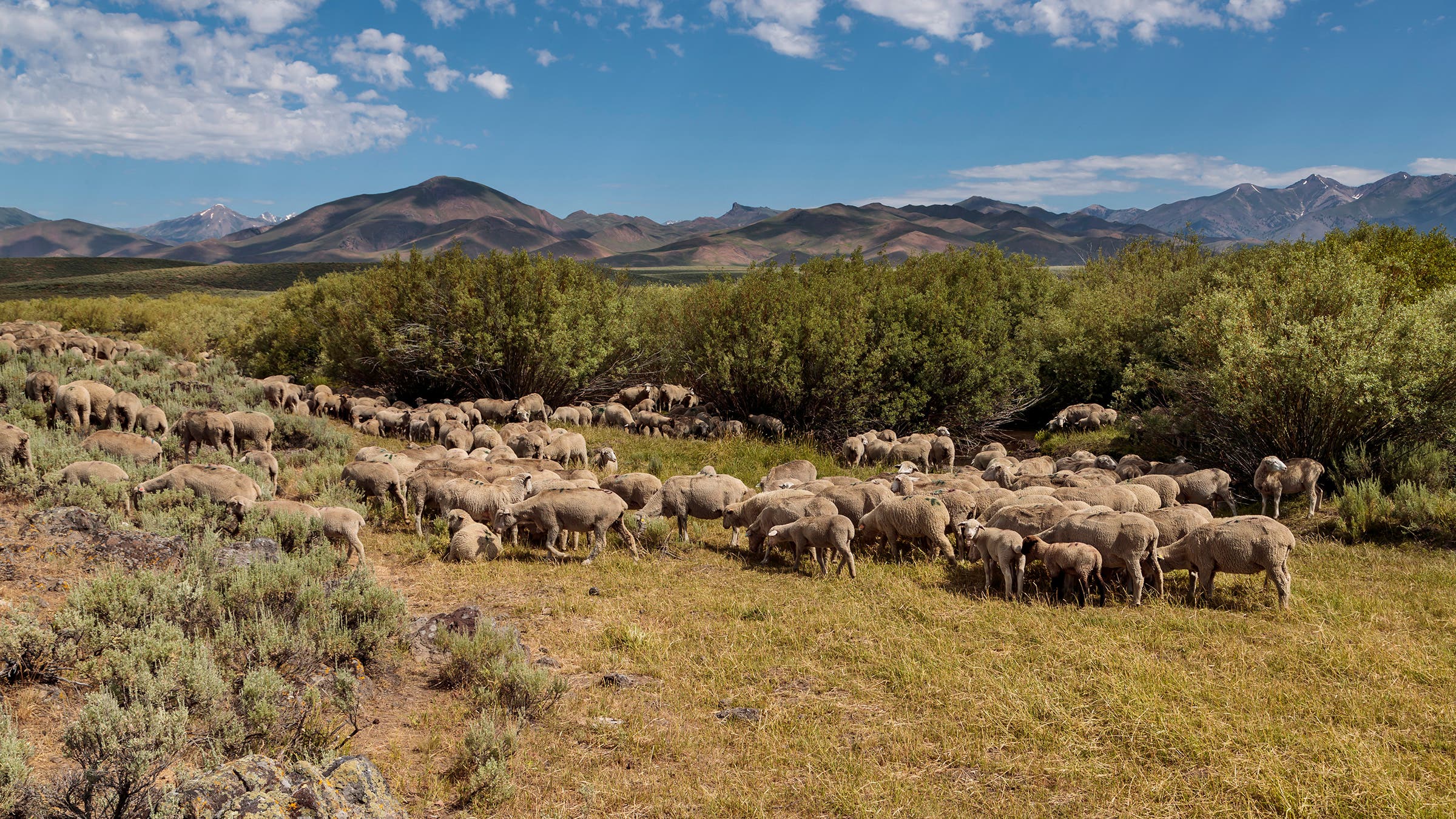 Farmers are fighting fire with flocks