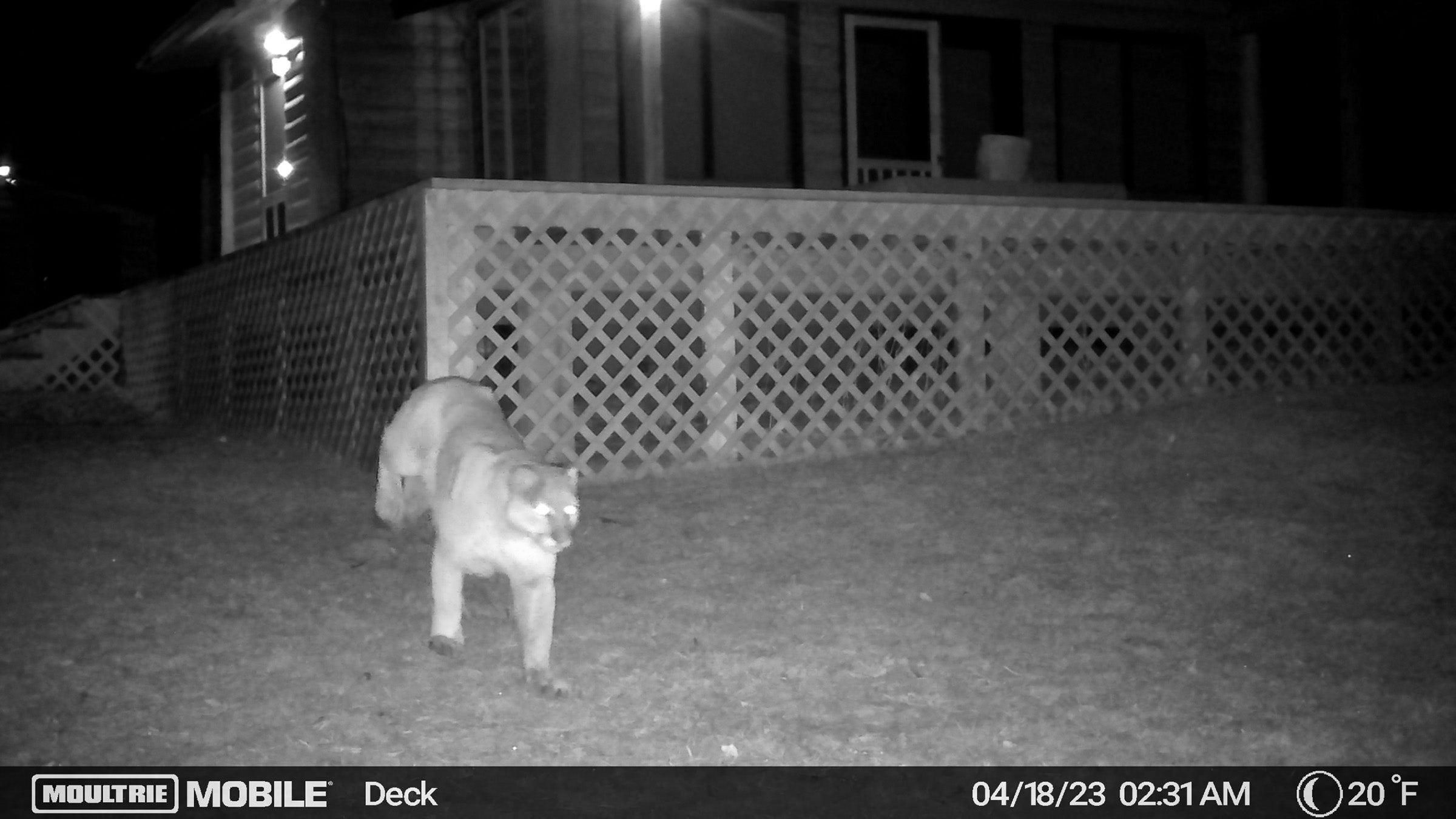 mountain lion captured on camera in montana
