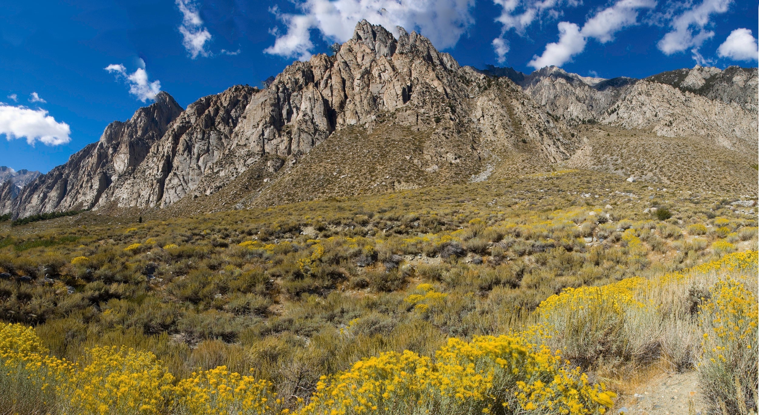 eastern sierra mountains with yellow brush at the foot