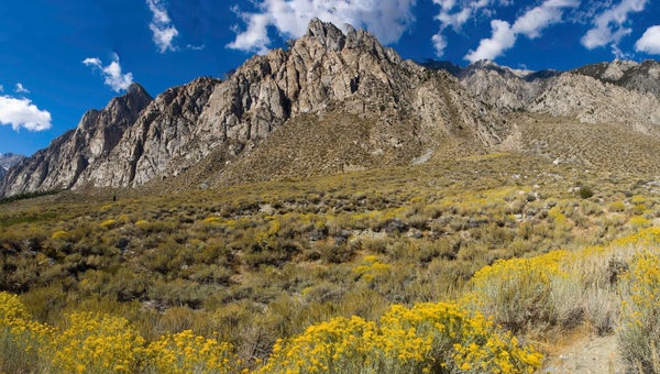 eastern sierra mountains with yellow brush at the foot