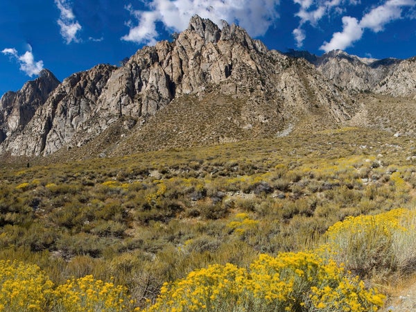 eastern sierra mountains with yellow brush at the foot