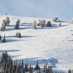 Powder tracks on mountainside at Powder mountain, Utah