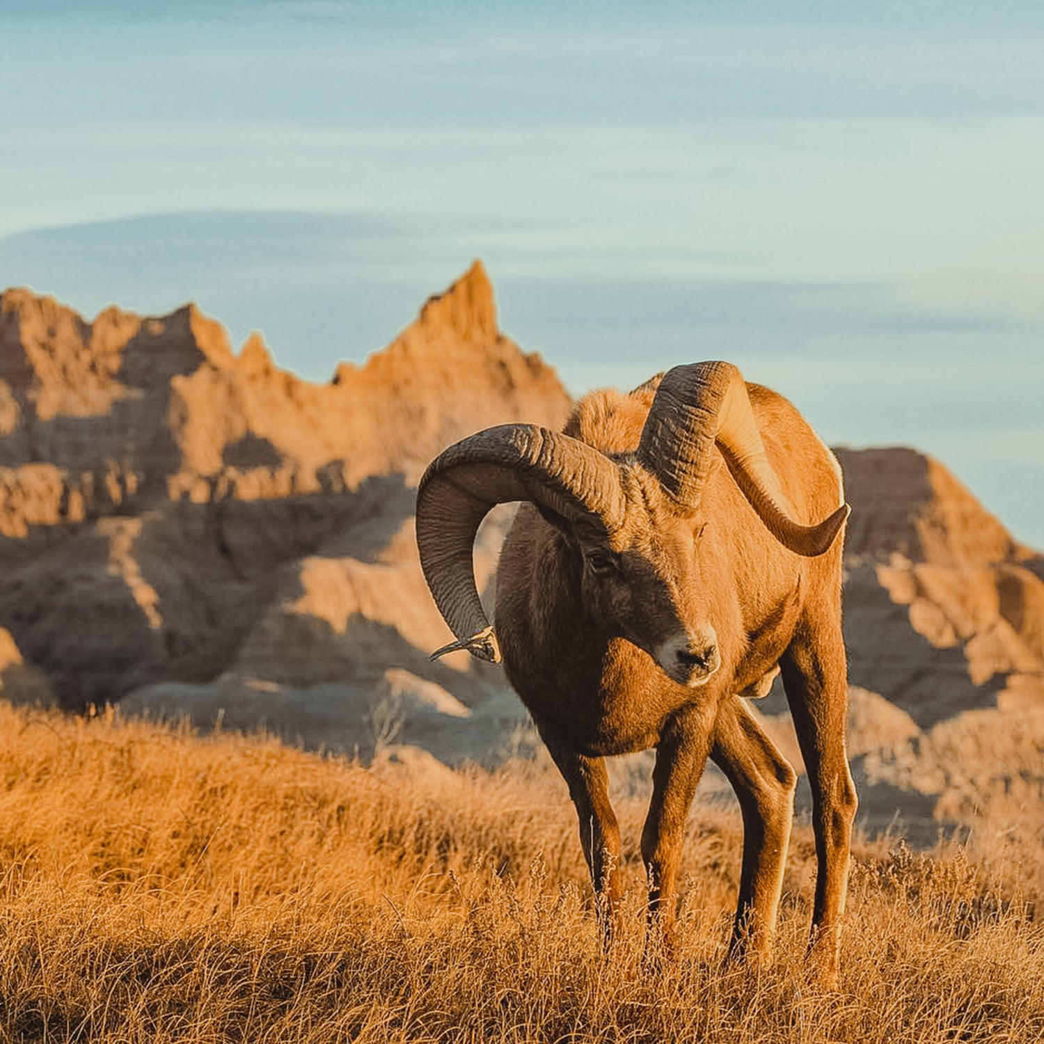 5 Rare and Exciting Species of Wildlife You Can Find in South Dakota’s