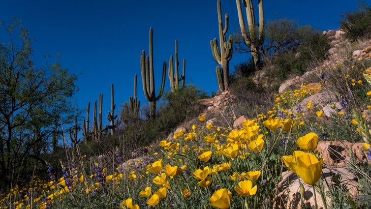 cacti at Catalina State Park