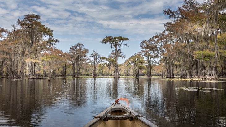 canoe cypress trees