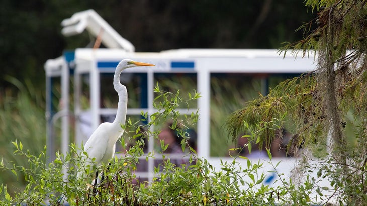 great egret florida