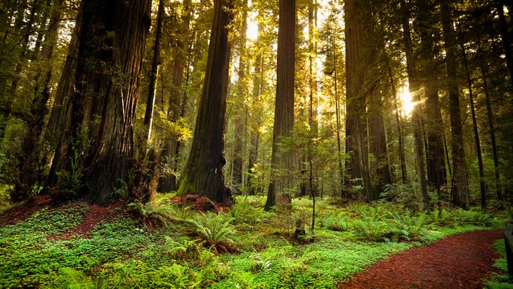 giant redwoods