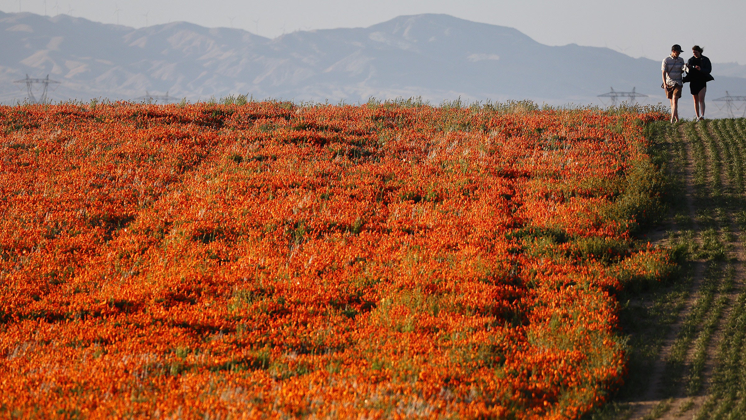 Desert Flowers Erupt in California 'Super Bloom