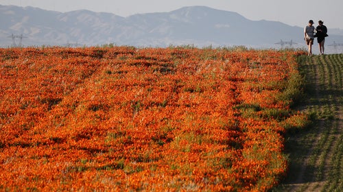 superbloom