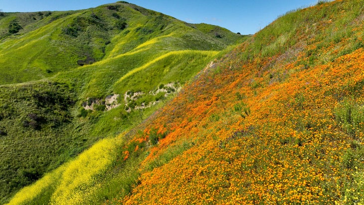 Desert Flowers Erupt in California 'Super Bloom