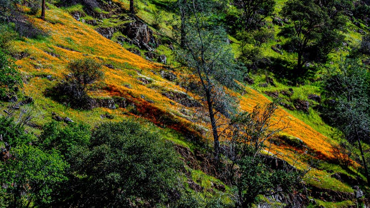 poppies merced river canyon