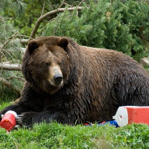 Bear containers