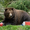 https://cdn.outsideonline.com/wp-content/uploads/2023/05/Bear-containers.jpg?crop=1:1&width=100