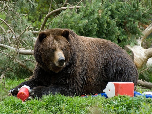 Bear containers