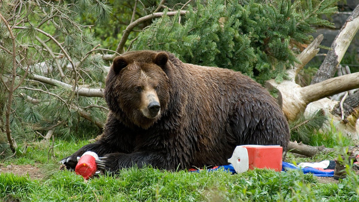 Everything You Know About Bear Proofing Is Probably Wrong