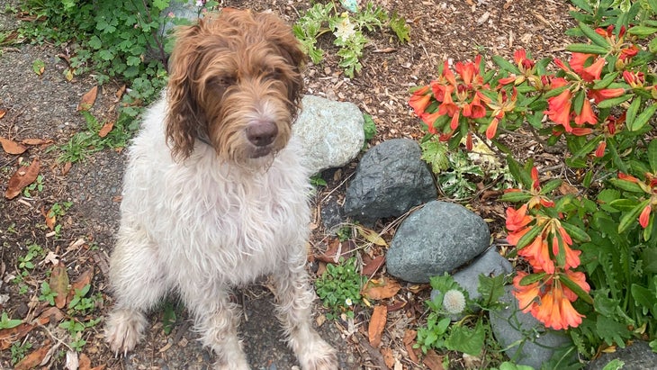 Bonnie, a German-Wirehaired Pointer