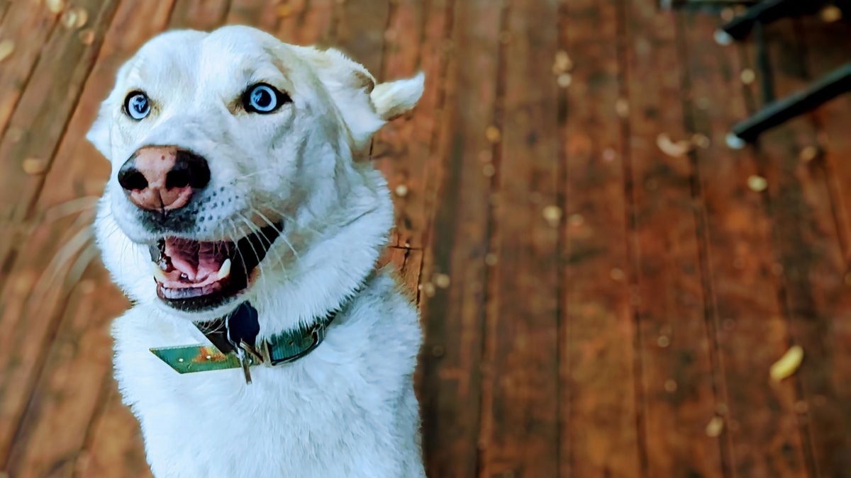 Can Dogs Get High? Yep. Plus, 9 More Pup Disasters Outside Online