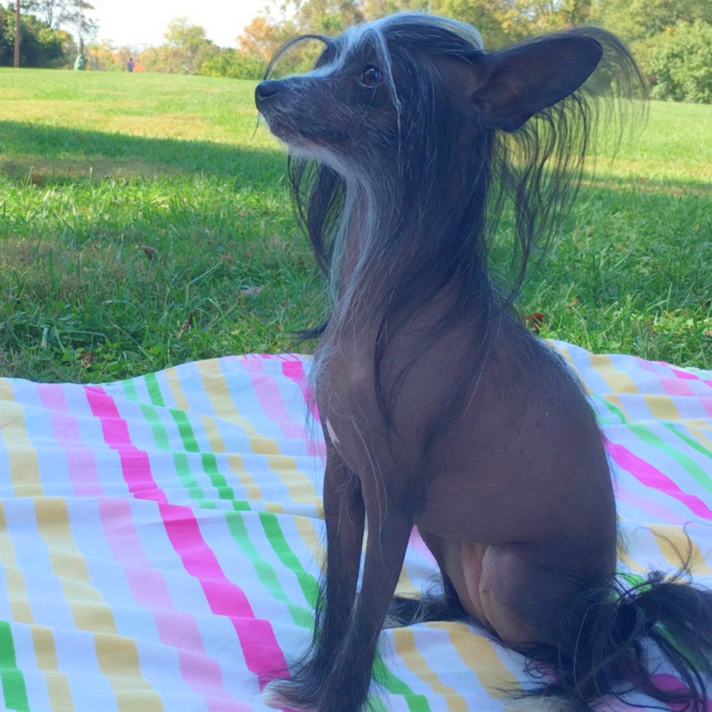 chinese hairless dog