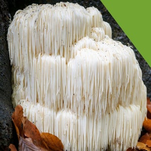 Lion's mane crab cakes