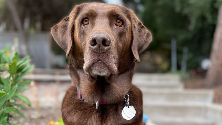 Meru chocolate lab