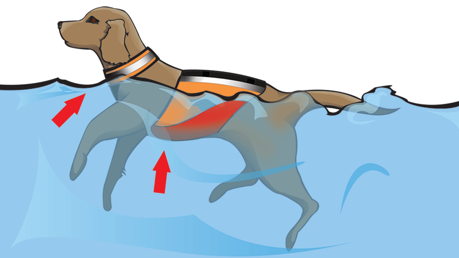 Do Dogs Need Life Jackets Absolutely. Outside Online