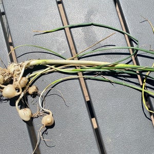 Garlic grass
