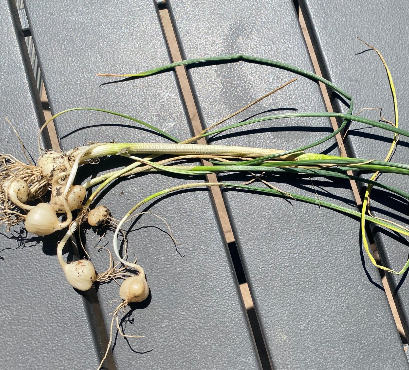 Discovering Wild Garlic In My Backyard And How To Cook It