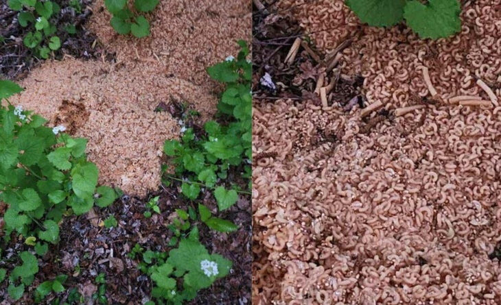 500 Pounds Of Pasta Found In The Woods In Old Bridge, New Jersey