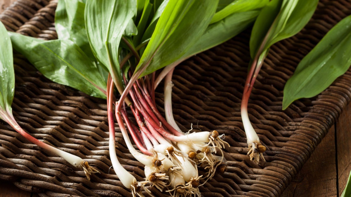 Fermented Ramps